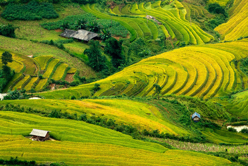 Tháng 9 lên vùng cao ngắm Mù Cang Chải mùa vàng đẹp hút hồn